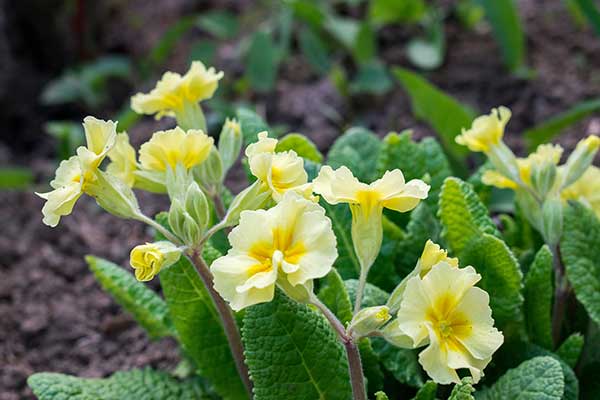 Pierwiosnek bezłodygowy (Primula vulgaris)