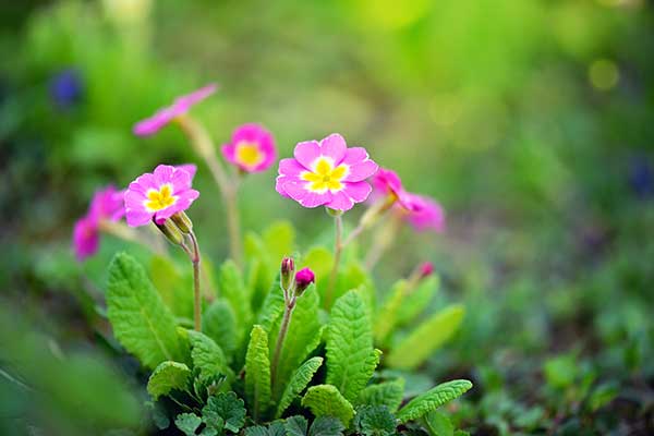 Pierwiosnka gruzińska (Primula juliae)