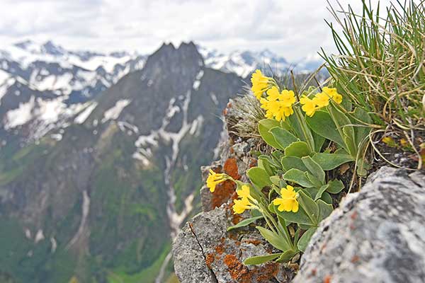 Pierwiosnek łyszczak (Primula auricula)