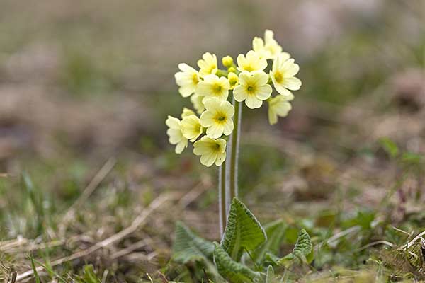 Pierwiosnek wyniosły (Primula elatior)