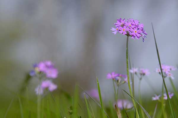 Pierwiosnka omączona (Primula farinosa)