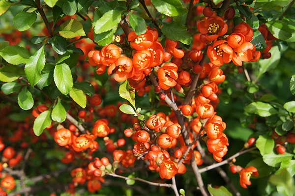 Pigwowiec japoński (Chaenomeles japonica)