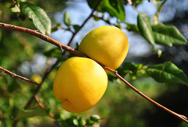 Pigwowiec okazały (Chaenomeles speciosa)