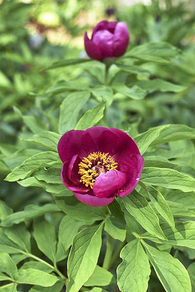 Piwonia lekarska (Paeonia officinalis)