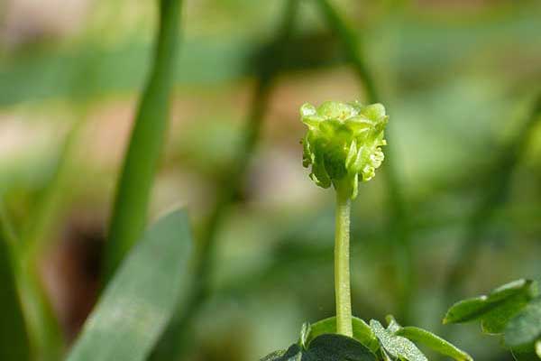 Piżmaczek wiosenny (Adoxa moschatellina)