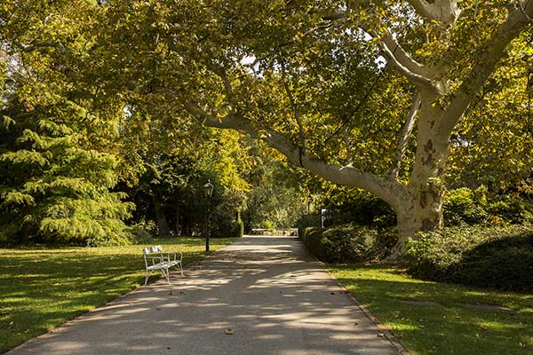 Platan klonolistny (Platanus ×acerifolia)