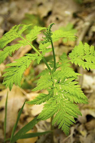 Podejźrzon wirginijski (Botrychium virginianum)