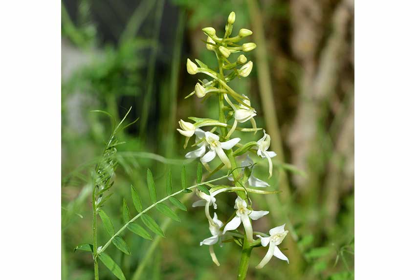 Podkolan biały (Platanthera bifolia)