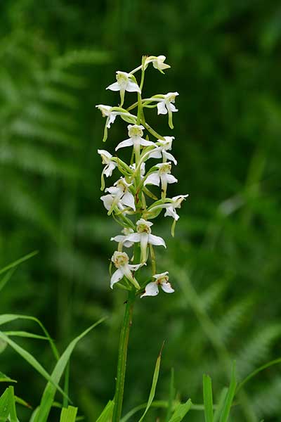 Podkolan zielonawy (Platanthera chlorantha)