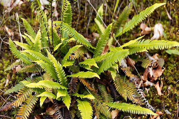 Podrzeń żebrowiec (Blechnum spicant)