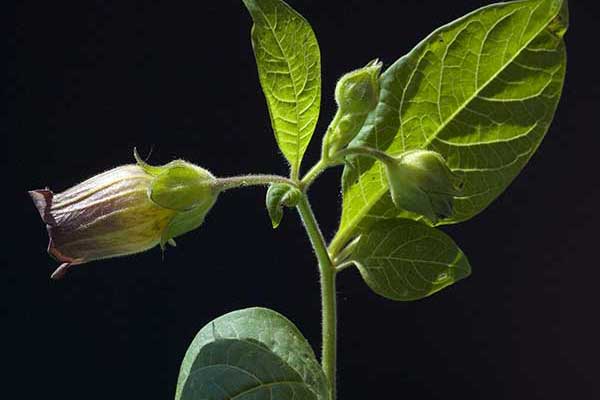 Pokrzyk wilcza-jagoda (Atropa bella-donna)