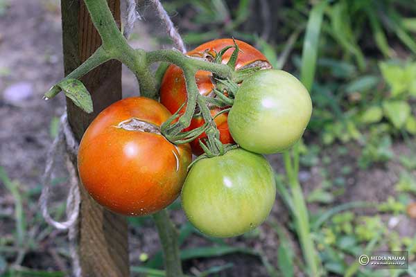 Pomidor zwyczajny (Lycopersicon esculentum)