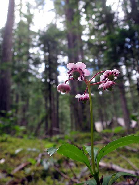 Pomocnik baldaszkowy (Chimaphila umbellata)