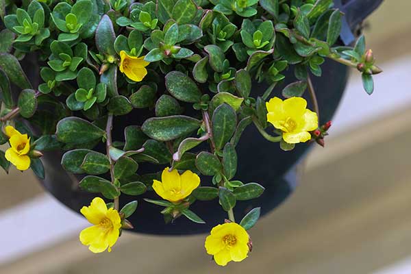 Portulaka pospolita (Portulaca oleracea)