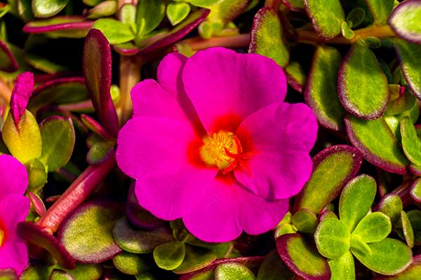 Portulaka © Bill Perry - stock.adobe.com Portulaka