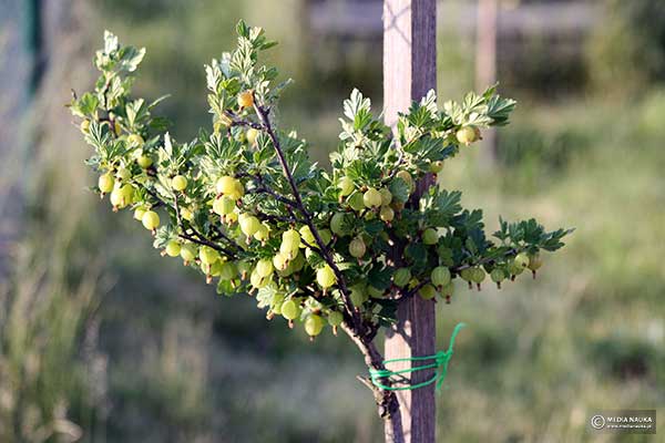 Porzeczka agrest (Ribes uva-crispa)