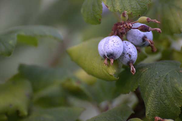 Porzeczka krwista (Ribes sanguineum)