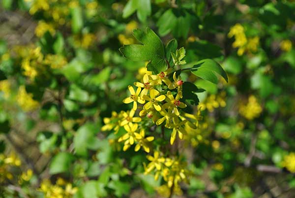 Porzeczka złota (Ribes aureum)