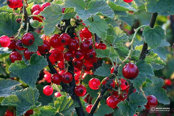 Porzeczka zwyczajna (Ribes rubrum)