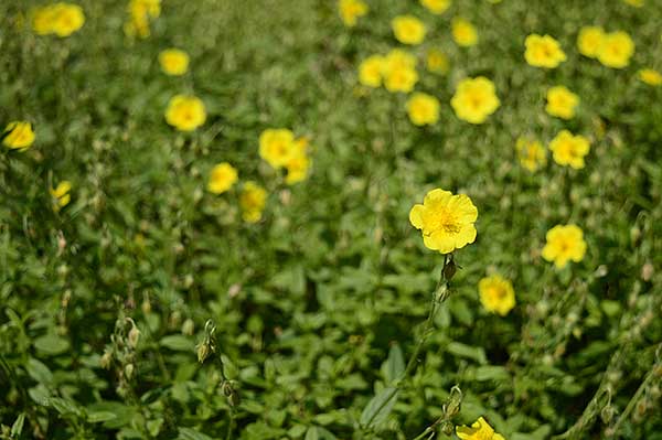 Posłonek rozesłany, posłonek kutnerowaty (Helianthemum nummularium)