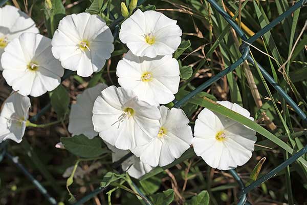 Powój polny (Convolvulus arvensis)