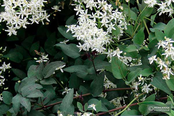 Powojnik prosty (Clematis recta)