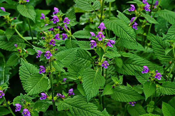 Poziewnik polny (Galeopsis ladanum)