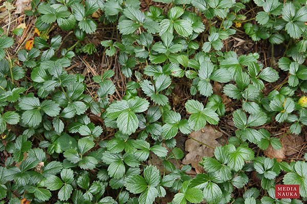 Poziomka chilijska (Fragaria chiloensis)