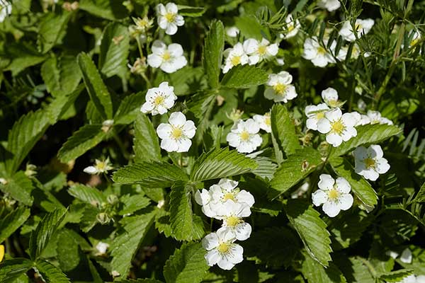 Poziomka twardawa (Fragaria viridis)