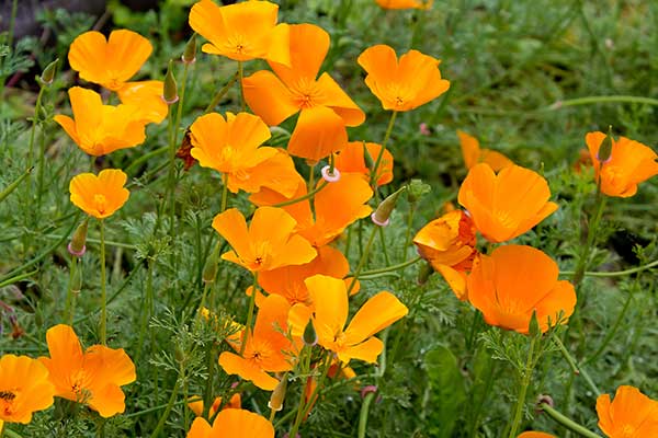 Pozłotka kalifornijska, maczek kalifornijski (Eschscholzia californica)