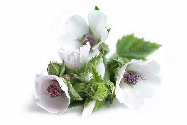 Prawoślaz lekarski (Althaea officinalis)