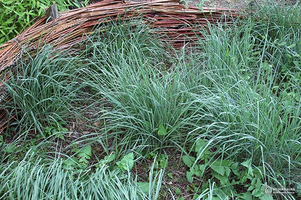 Proso rózgowate (Panicum virgatum)