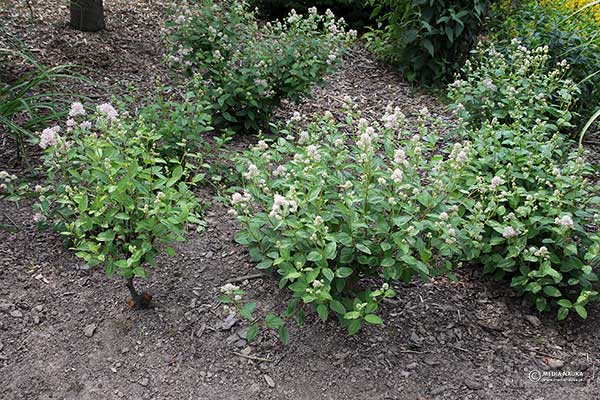 Prusznik amerykański (Ceanothus americanus)