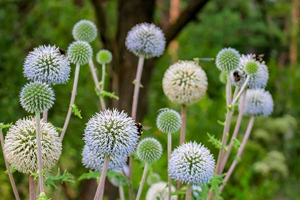 Przegorzan kulisty (Echinops sphaerocephalus)