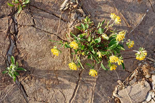 Przelot pospolity, wełnica (Anthyllis vulneraria)