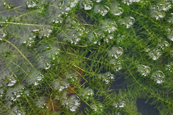 Przesiąkra okółkowa (Hydrilla verticillata)