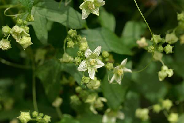 Przestęp dwupienny (Bryonia cretica)