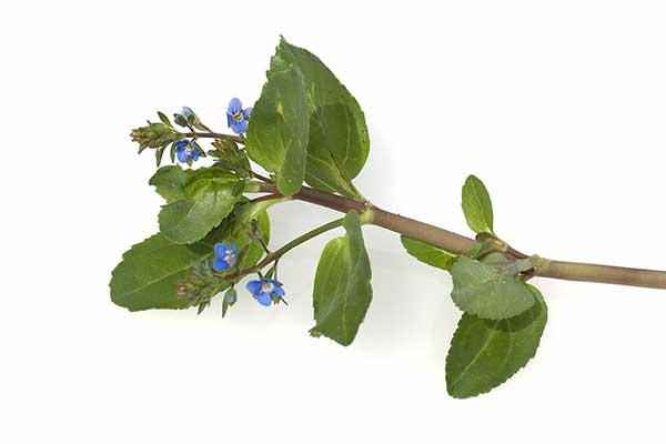 Przetacznik bobowniczek (Veronica beccabunga)
