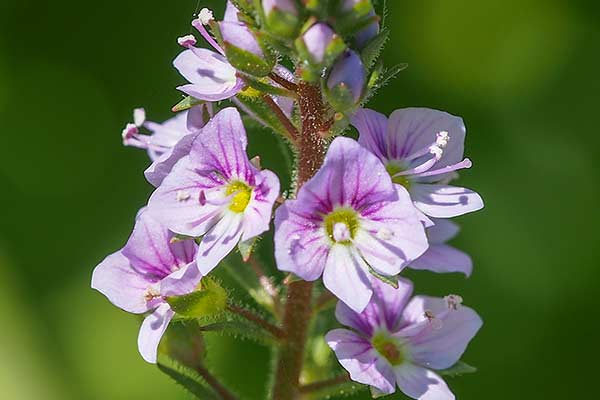 Przetacznik bobownik (Veronica anagallis-aquatica)