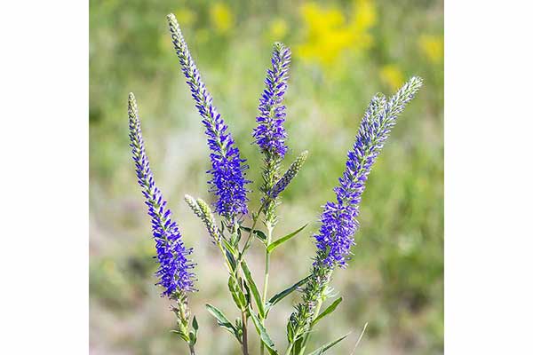 Przetacznik długolistny (Veronica longifolia)