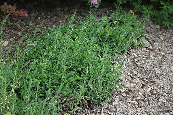 Przetacznik kłosowy (Veronica spicata)