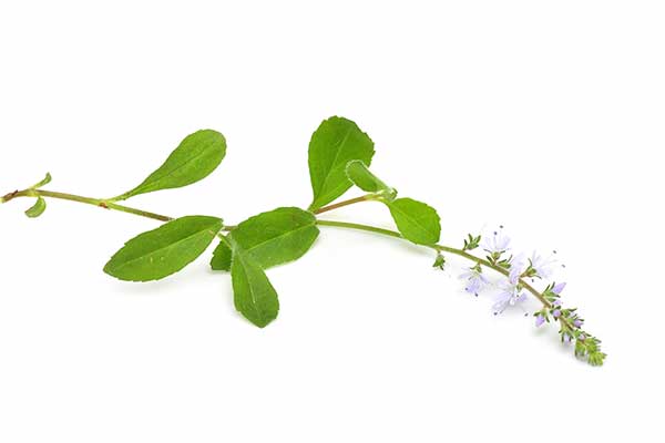 Przetacznik leśny (Veronica officinalis)