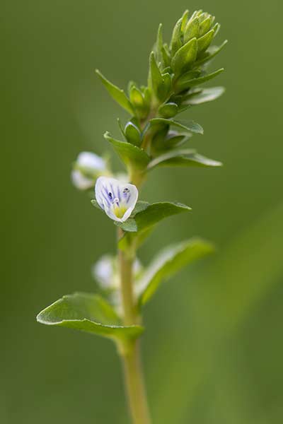 Przetacznik macierzankowy (Veronica serpyllifolia)