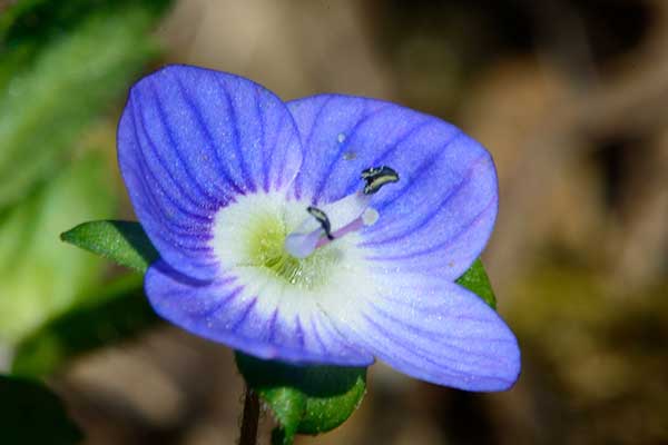 Przetacznik polny (Veronica arvensis)