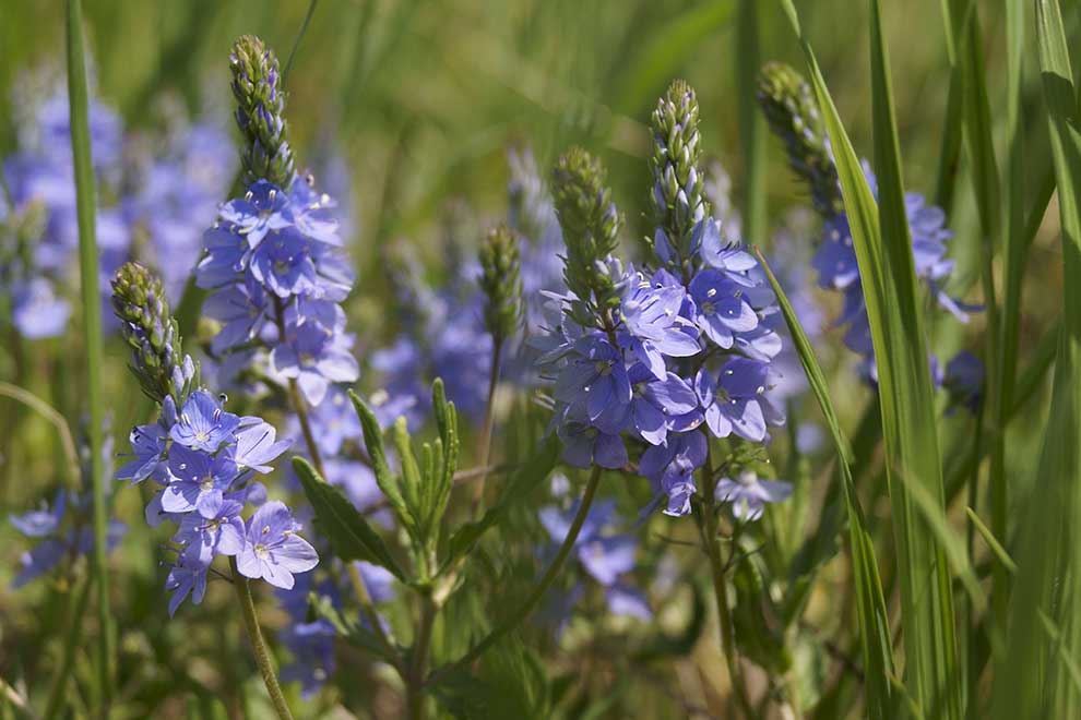 Przetacznik rozesłany (Veronica prostrata)