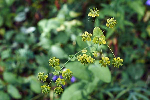 Przewiercień sierpowaty (Bupleurum falcatum)