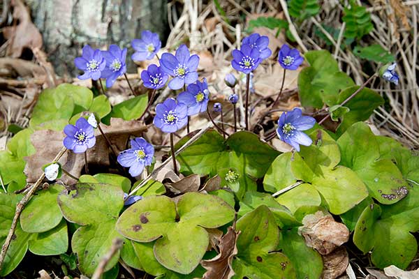 Przylaszczka pospolita, trojanek (Hepatica nobilis)