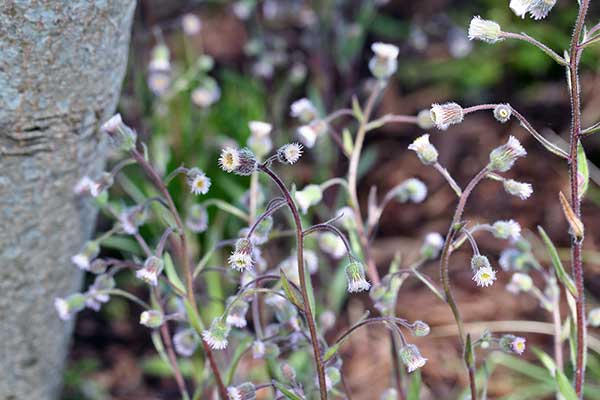 Przymiotno ostre (Erigeron acer)