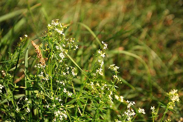 Przytulia biała (Galium album)