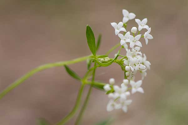 Przytulia błotna (Galium palustre)